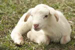 white spottless lamb sitting on ground